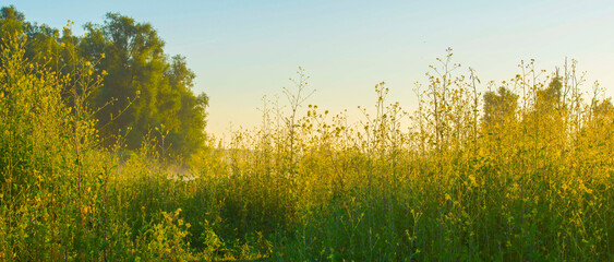 Fototapeta premium The edge of a lake with reed in wetland in summer at sunrise, Almere, Flevoland, The Netherlands, June 24, 2024
