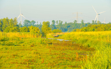 The edge of a lake with reed in wetland in summer at sunrise,  Almere, Flevoland, The Netherlands,...