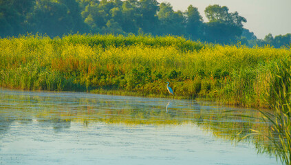 The edge of a lake with reed in wetland in summer at sunrise,  Almere, Flevoland, The Netherlands, June 24, 2024