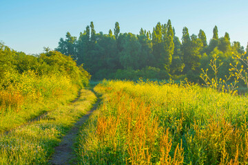The edge of a lake with reed in wetland in summer at sunrise,  Almere, Flevoland, The Netherlands,...