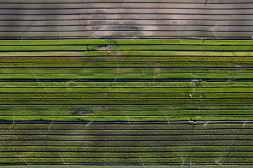 Aerial view of greenery rows being watered on a turf farm, Pinjarra, Western Australia, Australia.