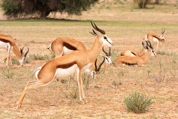 sprigbok Kgalagadi Transfrontier Park one of the great parks of South Africa wildlife and hospitality in the Kalahari desert