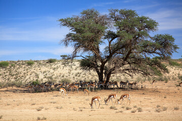 Naklejka premium Kgalagadi Transfrontier Park one of the great parks of South Africa wildlife and hospitality in the Kalahari desert