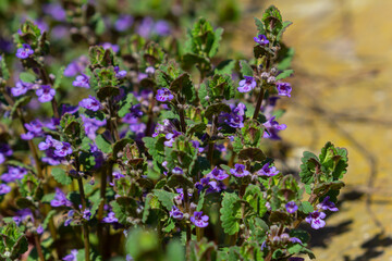 Beautiful Natural Herbal Blue Flowers Glechoma Hederacea Growing On Meadow In Springtime