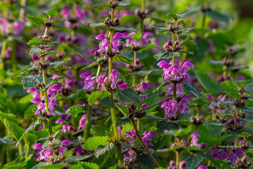 Pink flowers of spotted dead-nettle Lamium maculatum. Medicinal plants in the garden