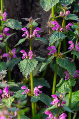 Pink flowers of spotted dead-nettle Lamium maculatum. Medicinal plants in the garden