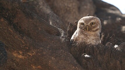 Fototapeta premium SPOTTED OWL