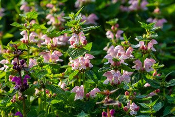 Pink flowers of spotted dead-nettle Lamium maculatum. Medicinal plants in the garden