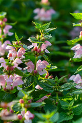 Pink flowers of spotted dead-nettle Lamium maculatum. Medicinal plants in the garden