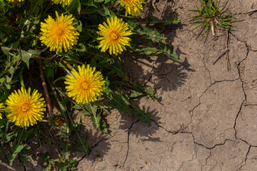 Field of blooming yellow dandelion flowers Taraxacum Officinale in park on spring time. A green...