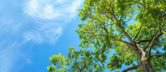 Fototapeta premium A large green tree with branches contrasting the blue sky from below, creating a natural scene with an empty area for your designs: 'copy space image'.
