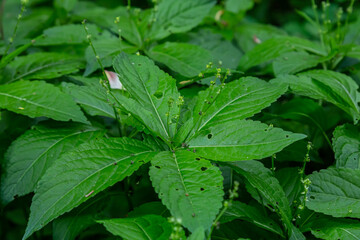 In the spring in the wild Mercurialis perennis grows in the forest