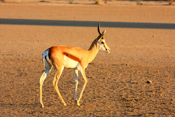 Kgalagadi Transfrontier Park one of the great parks of South Africa wildlife and hospitality in the Kalahari desert