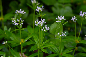 Woodruff, Galium odoratum is a spice and medicinal plant that grows in the forest