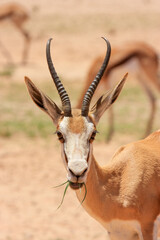 Kgalagadi Transfrontier Park one of the great parks of South Africa wildlife and hospitality in the Kalahari desert
