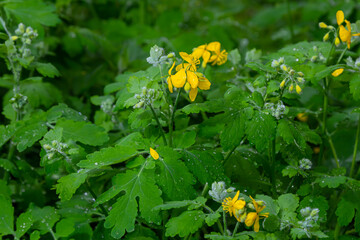 Greater celandine or chelidonium majus is a perennial herbaceous flowering plant used in folk medicine