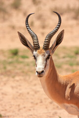 Kgalagadi Transfrontier Park one of the great parks of South Africa wildlife and hospitality in the Kalahari desert