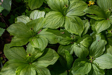 Paris quadrifolia in bloom. It is commonly known as herb Paris or true lover's knot