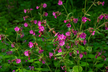 Silene dioica Melandrium rubrum, known as red campion and red catchfly, is a herbaceous flowering plant in the family Caryophyllaceae. Red campion