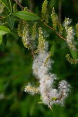 Salix atrocinerea. Close-up of a jack salce branch with the mature female catkins, seeds, and leaves