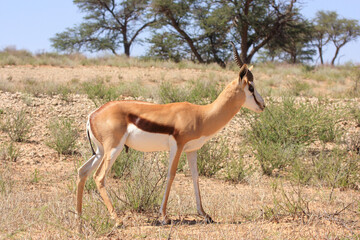 Kgalagadi Transfrontier Park one of the great parks of South Africa wildlife and hospitality in the Kalahari desert