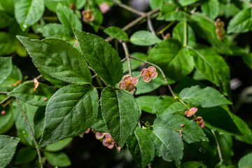 Little flowers of Euonymus verrucosus or spindle tree
