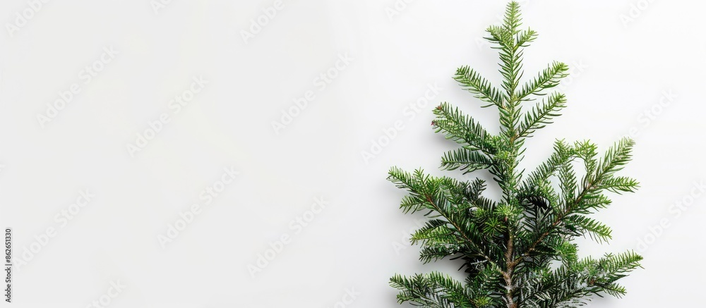 Fototapete Top view of a festive fir tree on a white backdrop with copy space image for your text, ideal for Christmas or New Year greetings.