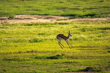 Kgalagadi Transfrontier Park one of the great parks of South Africa wildlife and hospitality in the Kalahari desert