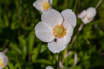 Anemonoides sylvestris Anemone sylvestris, known as snowdrop anemone or snowdrop windflower, is a perennial plant flowering in spring