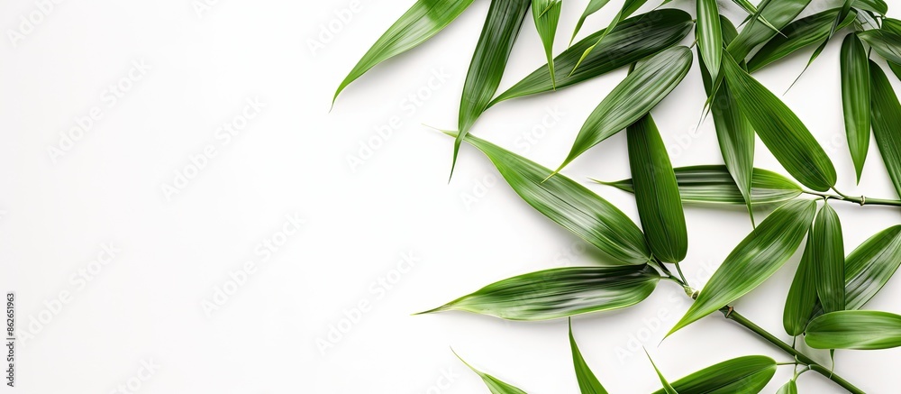 Poster bamboo leaves arranged with copy space image on a white background.