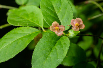 Little flowers of Euonymus verrucosus or spindle tree