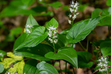 Maianthemum bifolium or false lily of the valley or May lily is often a localized common rhizomatous flowering plant. Growing in the forest