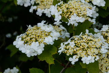 Viburnum flower in bloom. Beautiful macro shot of white flower clusters of ornamental plant
