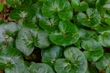 Shiny green foliage from wild ginger plants, Asarum europaeum