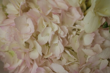 girly, cute, tender, beautiful bouquet. green, white and pink flowers. tulip, ranunculus, hydrangea, eucalyptus branches