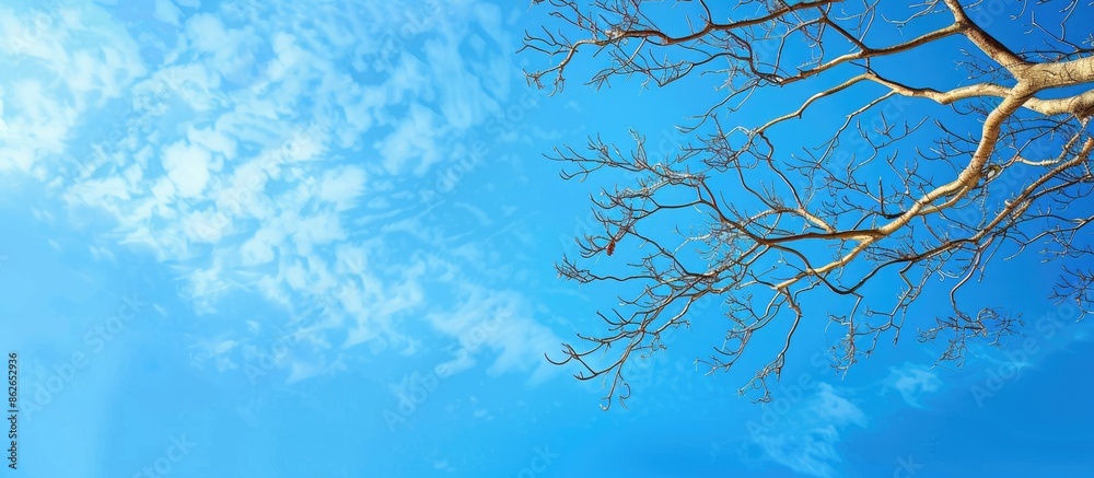 Fototapete Blue sky provides a background for a tree branch, leaving empty space for photos. Copy space image. Place for adding text and design