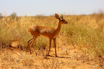 Kgalagadi Transfrontier Park one of the great parks of South Africa wildlife and hospitality in the Kalahari desert