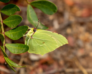 Butterfly blending in with camouflage wings amongst the leaves