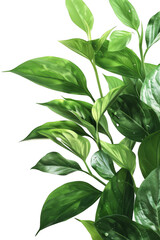 Obraz premium Realistic Photograph of Lush Green Leaves