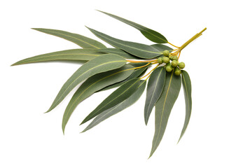 eucalyptus branch © Scisetti Alfio