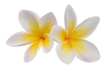 White Frangipani flowers