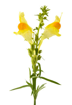 Common toadflax flowers