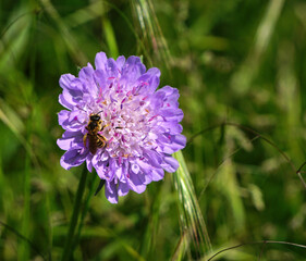 Gelbbindige Furchenbiene an Acker-Witwenblume; Knautia arvensis;