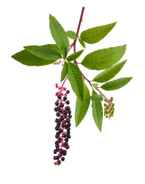  Pokeweed branch with berries