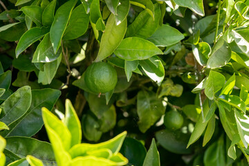 Limes growing on a bush in a garden in Portugal