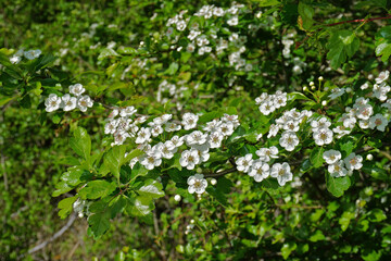 Fototapeta premium Zweigriffeliger Weißdorn; Crataegus laevigata; woodland hawthorn;
