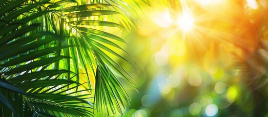 Obraz premium Sunny day shining on green palm leaves with copy space image available.