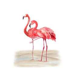 Obraz premium Watercolor Composition with two pink Flamingo, standing on the Sand