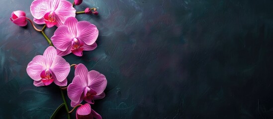 Orchid flowers in pink and white gradation colors set against a dark background with copy space...