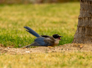 Iberian magpie juvenile in a garden in Portugal